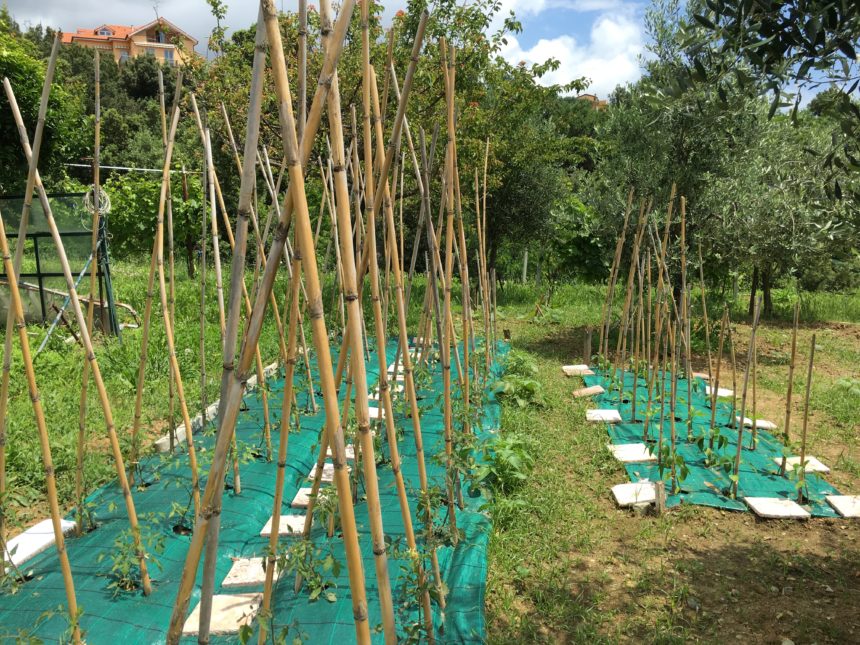 Appartamento con terreno in vendita a Cogoleto. Una vista del terreno.