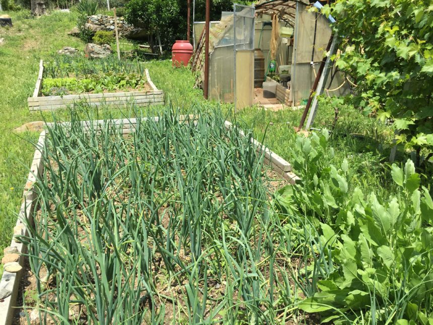 Appartamento con terreno in vendita a Cogoleto. Una vista del terreno.